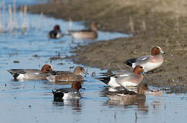 Eurasian Wigeon