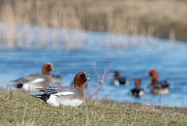 Canard siffleur