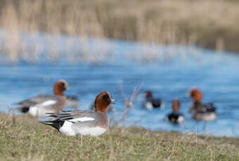 Canard siffleur