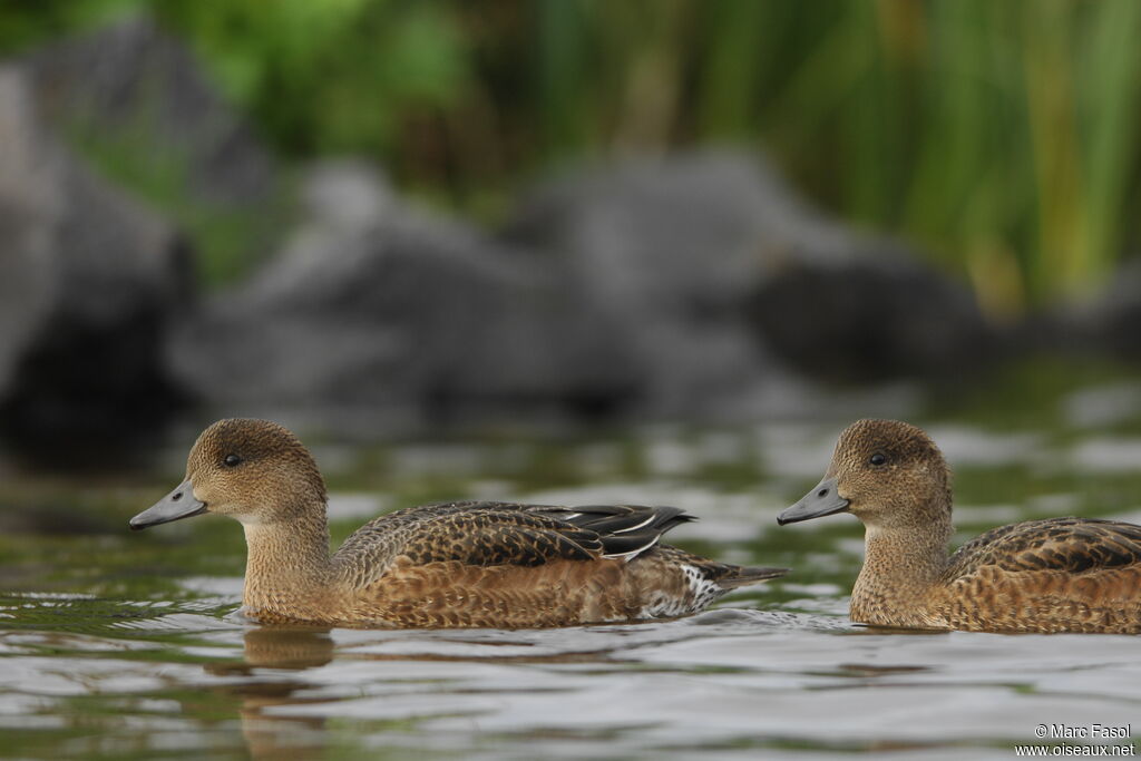 Canard siffleuradulte internuptial, identification