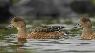 Canard siffleur