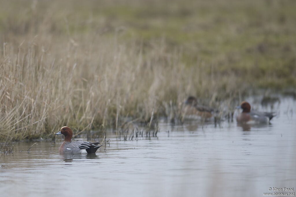 Canard siffleur mâle adulte internuptial