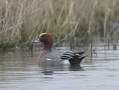 Eurasian Wigeon