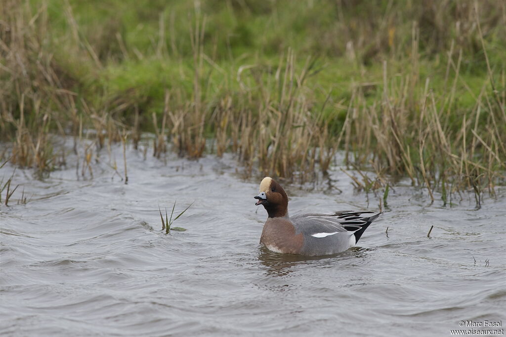 Eurasian Wigeon male adult breeding, identification, Behaviour