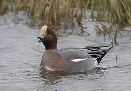 Eurasian Wigeon