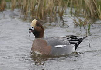 Canard siffleur