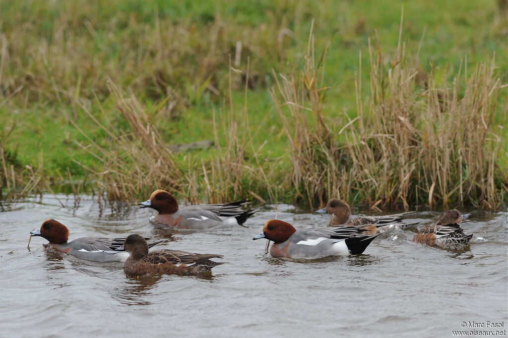 Canard siffleuradulte, identification, Comportement