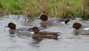 Eurasian Wigeon