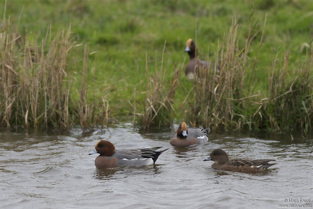 Canard siffleuradulte nuptial, identification