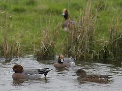 Canard siffleur