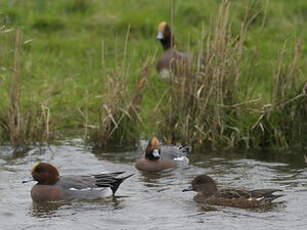 Canard siffleur