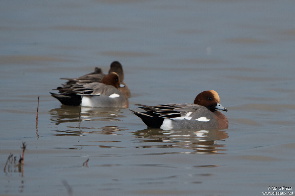 Canard siffleuradulte nuptial, identification