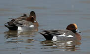 Canard siffleur