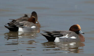 Canard siffleur