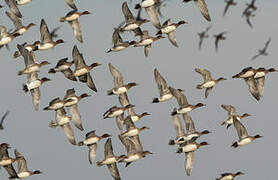 Eurasian Wigeon