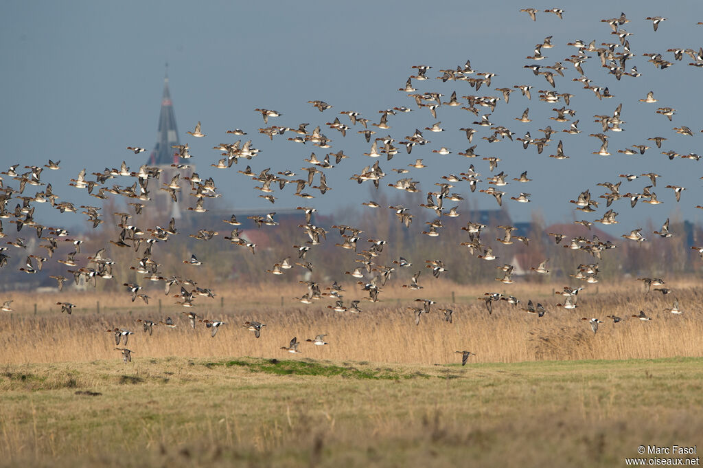 Eurasian Wigeon, Flight