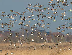 Eurasian Wigeon