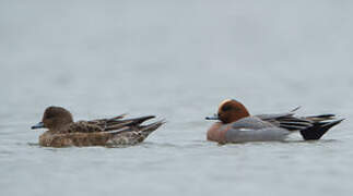 Canard siffleur