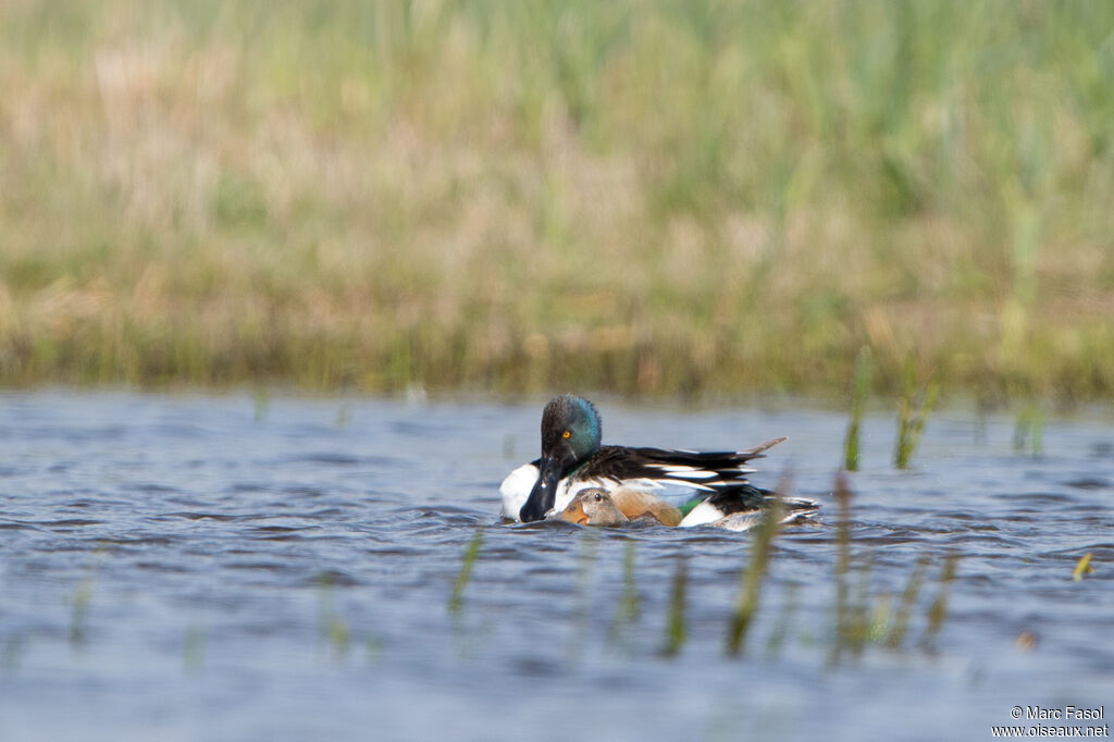 Northern Shoveleradult breeding, mating.