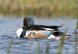 Canard souchet