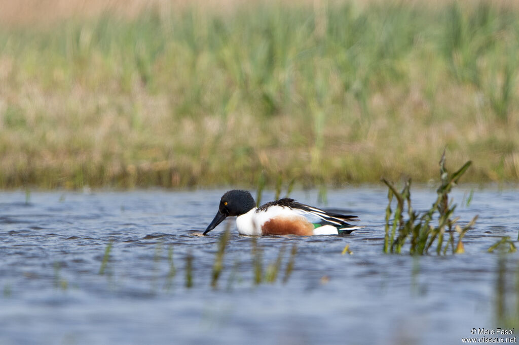 Canard souchetadulte nuptial, accouplement.