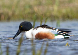 Canard souchet