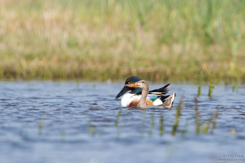 Canard souchetadulte nuptial, accouplement.