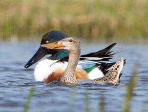 Canard souchet