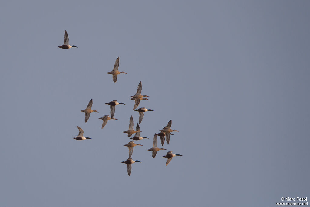 Canard souchet, Vol