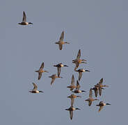 Northern Shoveler