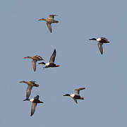 Northern Shoveler