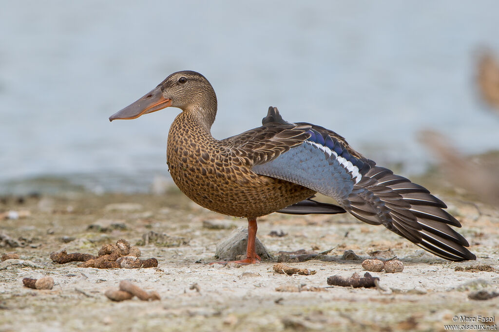 Northern Shoveleradult, identification