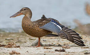 Northern Shoveler