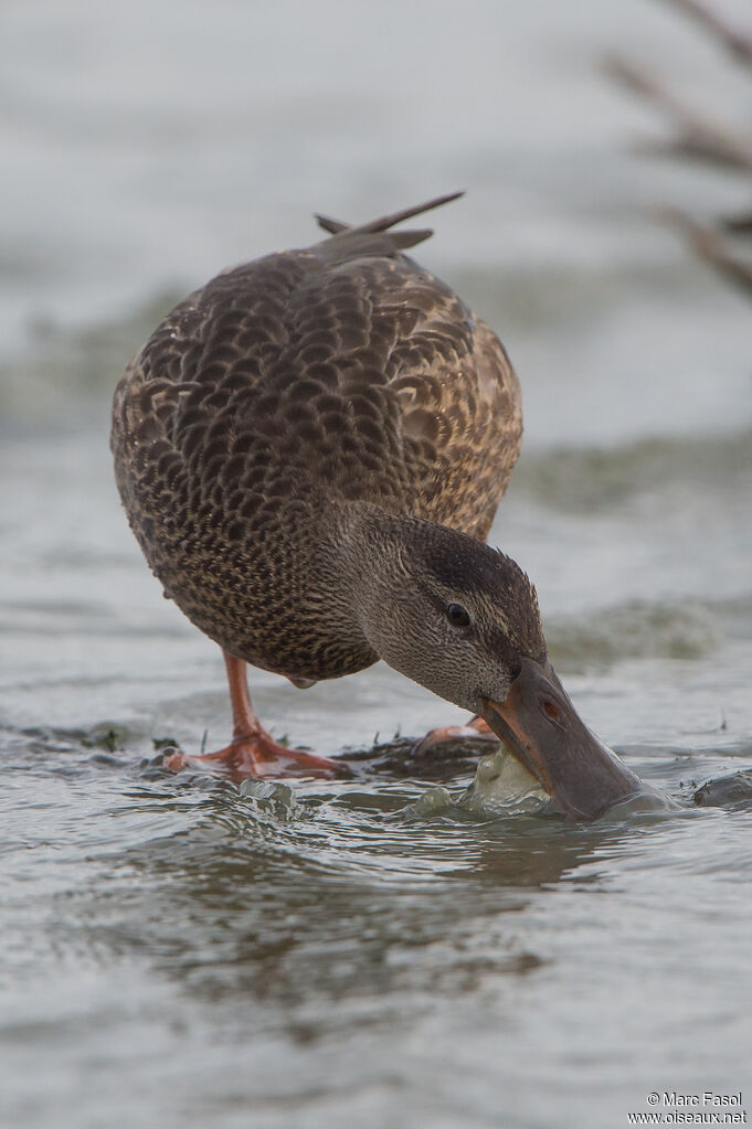 Northern Shoveleradult, feeding habits, fishing/hunting