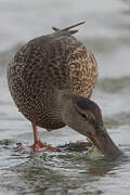 Northern Shoveler