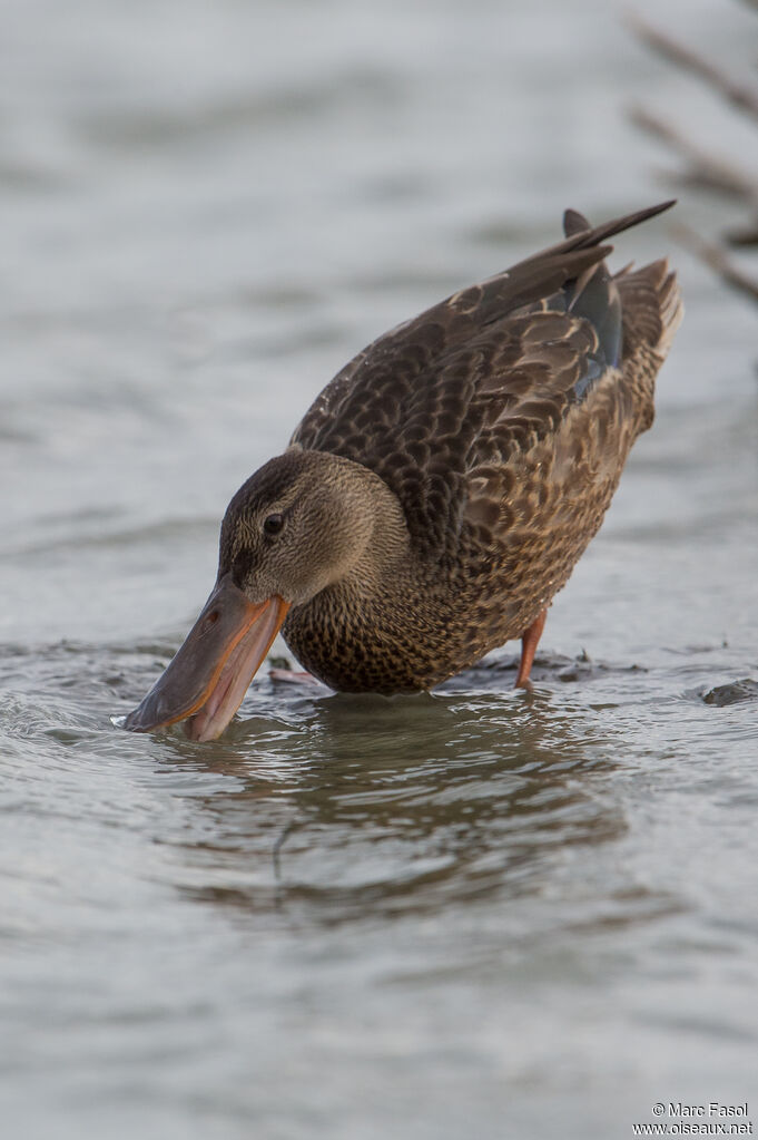 Canard souchetadulte, identification, régime, pêche/chasse, mange