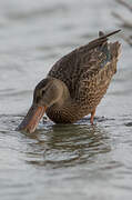 Northern Shoveler