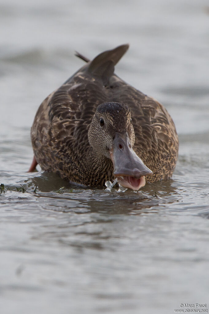 Northern Shoveleradult, identification, feeding habits, fishing/hunting, eats