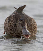 Northern Shoveler