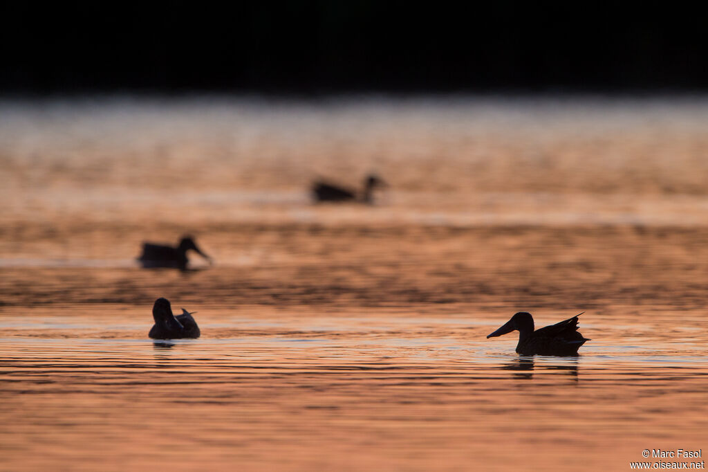 Canard souchet