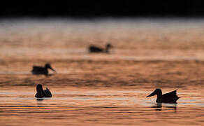 Northern Shoveler