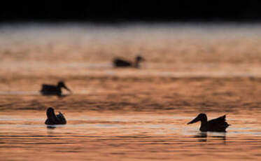 Canard souchet