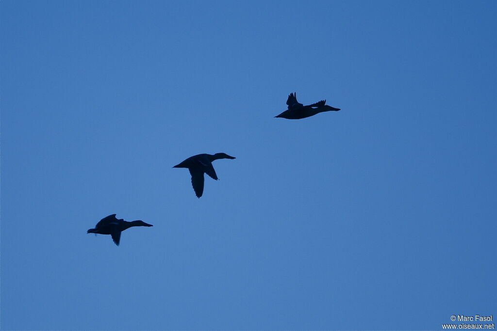 Canard souchet, Vol