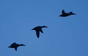 Northern Shoveler