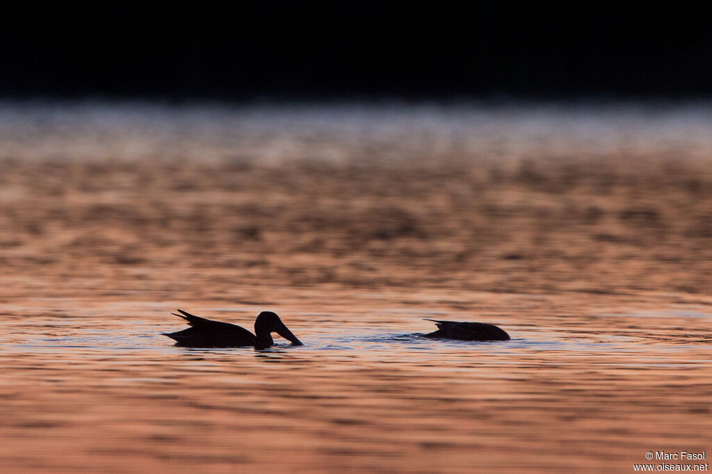 Canard souchet, pêche/chasse