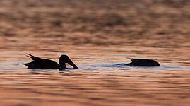 Canard souchet