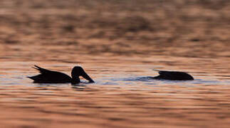 Northern Shoveler