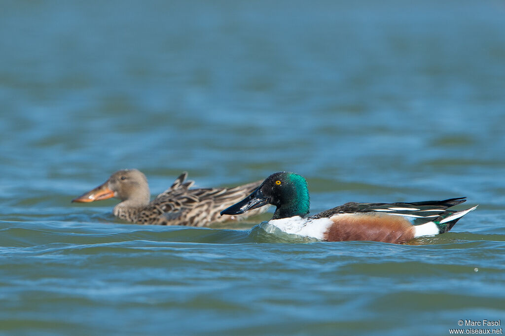 Northern Shoveleradult breeding