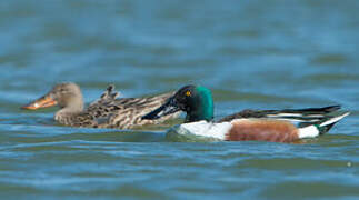 Canard souchet