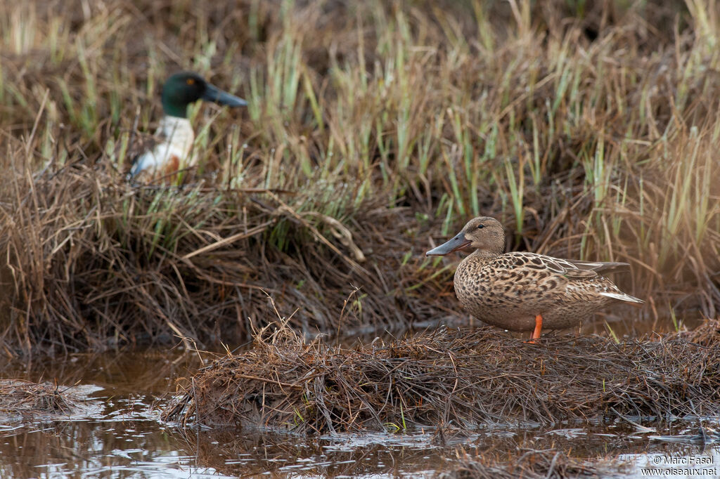 Northern Shoveleradult breeding